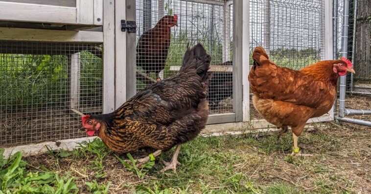 something’s-happening-in-louisiana-–-birds-in-backyard-flocks-have-been-dropping-dead,-now-a-patient-is-in-critical-condition