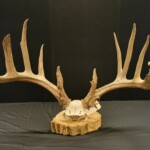 ohio-poacher-slapped-with-record-breaking-$43k-fine-after-killing-‘valuable’-trophy-deer