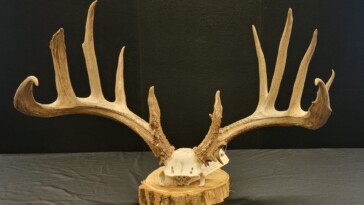 ohio-poacher-slapped-with-record-breaking-$43k-fine-after-killing-‘valuable’-trophy-deer