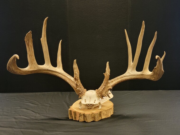 ohio-poacher-slapped-with-record-breaking-$43k-fine-after-killing-‘valuable’-trophy-deer