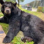 elderly-bear-blasted-with-high-pressure-hose-at-li-animal-refuge-riddled-with-abuse-allegations,-video-shows