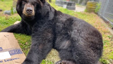 elderly-bear-blasted-with-high-pressure-hose-at-li-animal-refuge-riddled-with-abuse-allegations,-video-shows