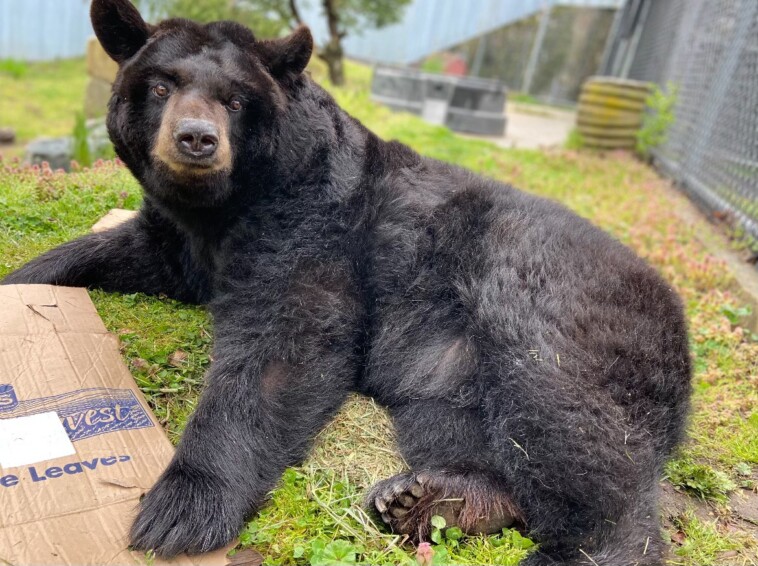 elderly-bear-blasted-with-high-pressure-hose-at-li-animal-refuge-riddled-with-abuse-allegations,-video-shows