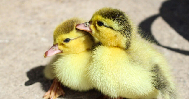 video-—-‘it-spreads-like-wildfire’:-bird-flu-forces-california-hatchery-to-put-down-13,000-ducks-and-geese