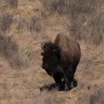 bye-bye,-bison:-‘invasive’-species-dying-off-rapidly-on-catalina-island