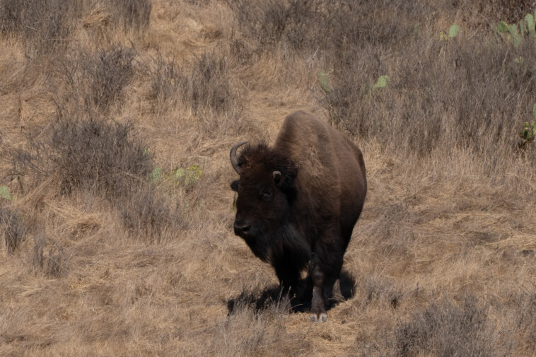 bye-bye,-bison:-‘invasive’-species-dying-off-rapidly-on-catalina-island