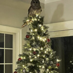 a-star-is-born:-owl-descends-chimney-and-perches-atop-family-christmas-tree