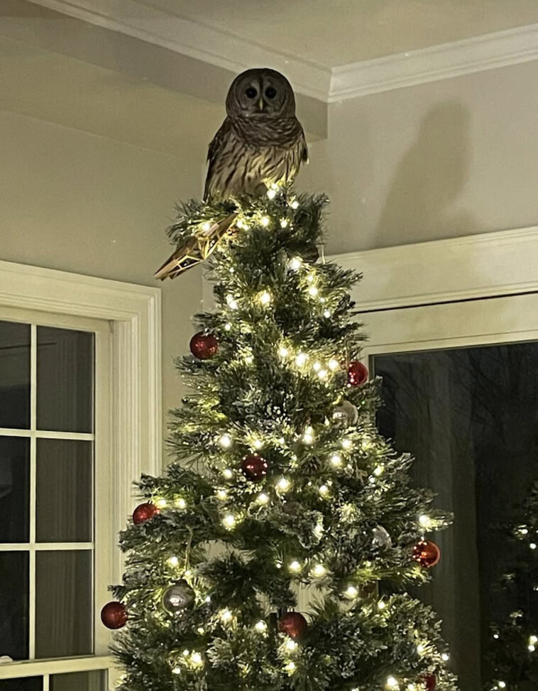 a-star-is-born:-owl-descends-chimney-and-perches-atop-family-christmas-tree