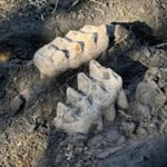 homeowner-finds-weird-rocks-in-yard,-begins-digging-and-uncovers-part-of-giant-prehistoric-mouth