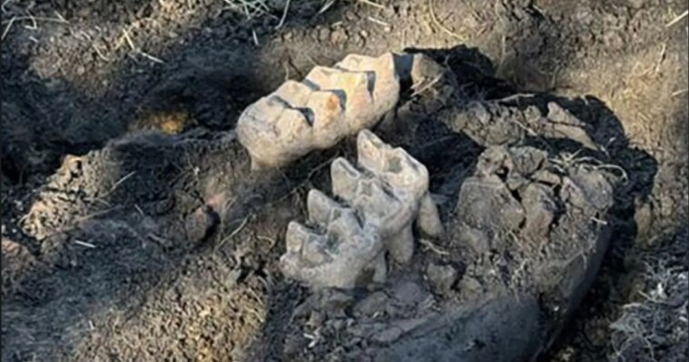 homeowner-finds-weird-rocks-in-yard,-begins-digging-and-uncovers-part-of-giant-prehistoric-mouth