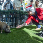 ‘wicked’-baby-pigs-get-christmas-pardon-from-florida-mayor-in-a-cuban-twist-on-white-house-turkey-tradition