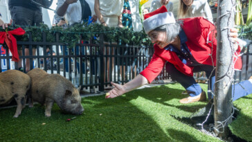 ‘wicked’-baby-pigs-get-christmas-pardon-from-florida-mayor-in-a-cuban-twist-on-white-house-turkey-tradition