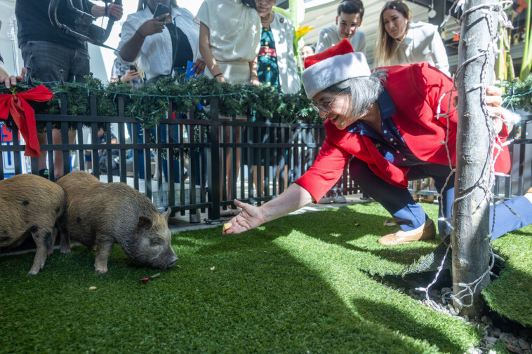 ‘wicked’-baby-pigs-get-christmas-pardon-from-florida-mayor-in-a-cuban-twist-on-white-house-turkey-tradition