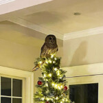 watch:-‘majestic’-owl-comes-down-virginia-family’s-chimney-to-perch-on-christmas-tree