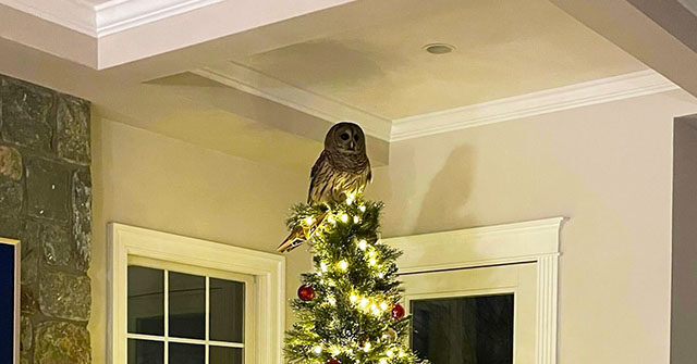 watch:-‘majestic’-owl-comes-down-virginia-family’s-chimney-to-perch-on-christmas-tree