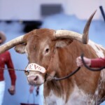 no-bevo:-texas-mascot-won’t-travel-to-atlanta