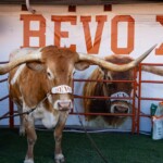 texas-football-mascot-bevo-barred-from-sidelines-of-upcoming-cfp-game,-organizers-say