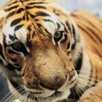 20-big-cats-killed-in-matter-of-days-by-bird-flu-at-washington-sanctuary