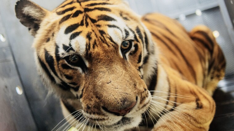 20-big-cats-killed-in-matter-of-days-by-bird-flu-at-washington-sanctuary