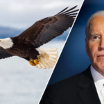 it’s-official:-biden-signs-new-law,-designates-bald-eagle-as-‘national-bird’