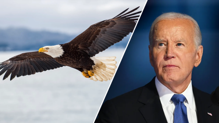 it’s-official:-biden-signs-new-law,-designates-bald-eagle-as-‘national-bird’