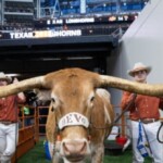 legendary-texas-mascot-‘bevo’-banned-from-upcoming-college-football-playoff-game