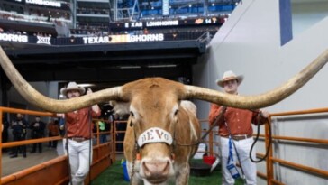 legendary-texas-mascot-‘bevo’-banned-from-upcoming-college-football-playoff-game