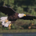 biden-signs-new-law,-designates-bald-eagle-as-‘national-bird’