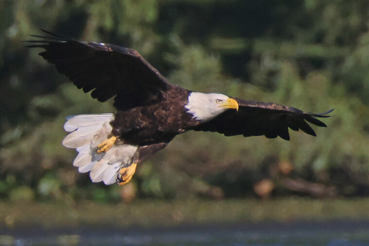 biden-signs-new-law,-designates-bald-eagle-as-‘national-bird’