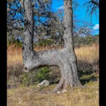 if-you-ever-see-a-bent-tree-in-the-woods,-look-where-it-points