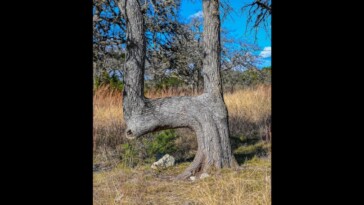 if-you-ever-see-a-bent-tree-in-the-woods,-look-where-it-points