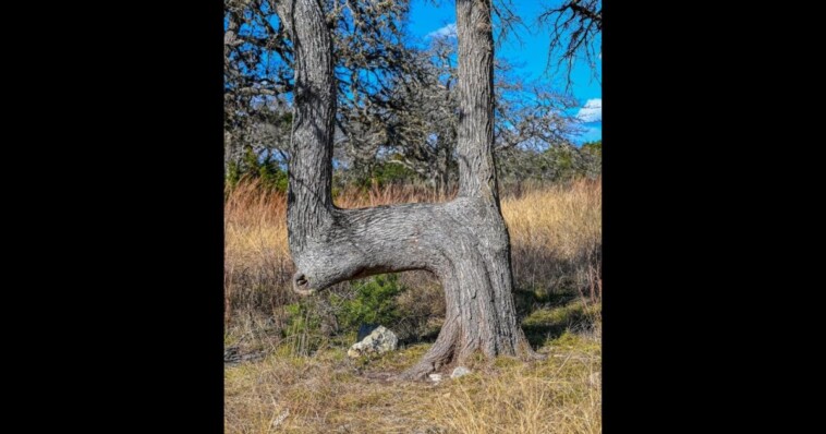 if-you-ever-see-a-bent-tree-in-the-woods,-look-where-it-points