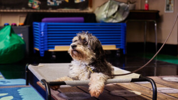 how-adorable-pooches-are-helping-nyc-students-boost-their-confidence