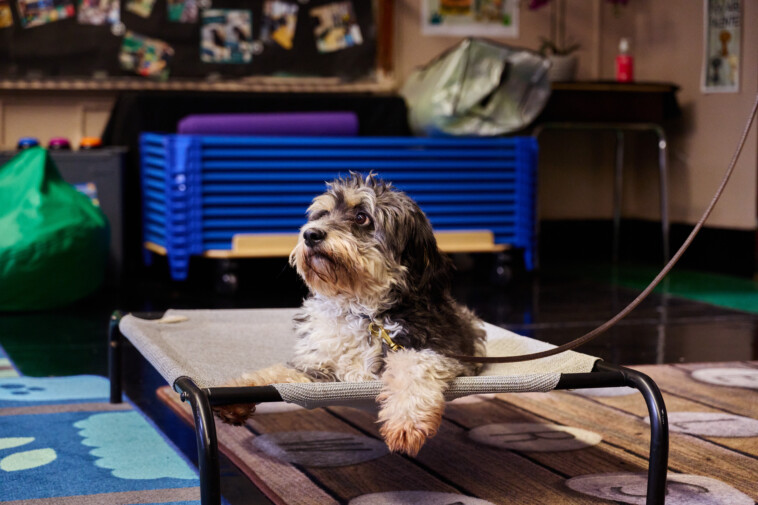 how-adorable-pooches-are-helping-nyc-students-boost-their-confidence