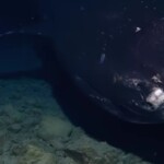 research-team-drops-camera-into-abyssal-pacific-trench-–-it-captures-terrifying-images