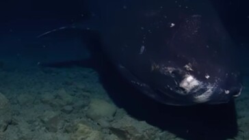 research-team-drops-camera-into-abyssal-pacific-trench-–-it-captures-terrifying-images