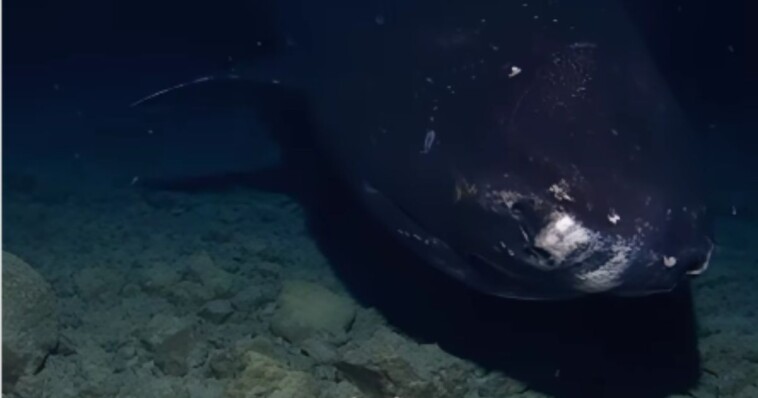 research-team-drops-camera-into-abyssal-pacific-trench-–-it-captures-terrifying-images