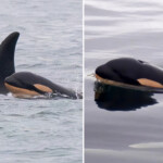 killer-whale-mom-who-carried-her-dead-baby-for-17-days-across-1,000-miles-of-ocean-gives-birth-to-new-calf