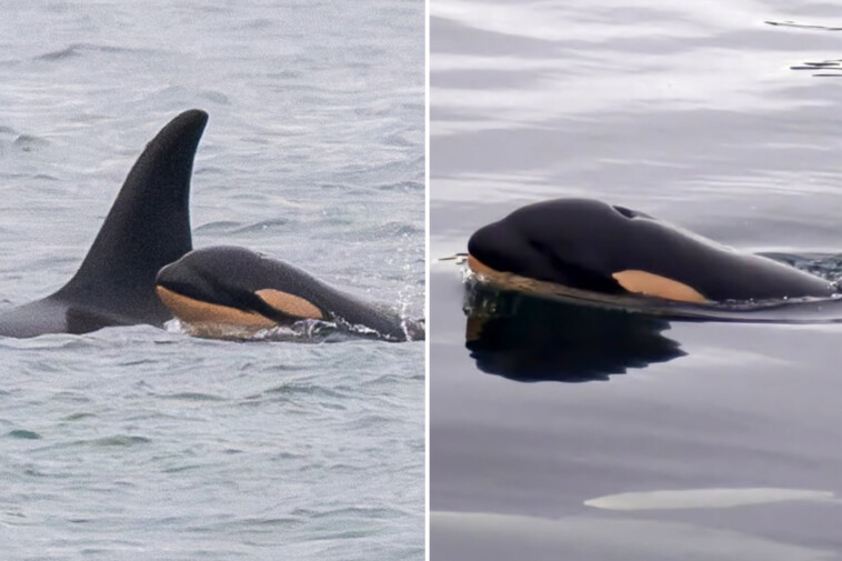 killer-whale-mom-who-carried-her-dead-baby-for-17-days-across-1,000-miles-of-ocean-gives-birth-to-new-calf