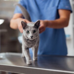 recall-issued-after-house-cat-dies-from-pet-food-contaminated-with-bird-flu