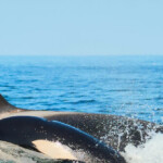 killer-whale-that-carried-dead-calf-for-1,000-miles-gives-birth-again-to-live-calf