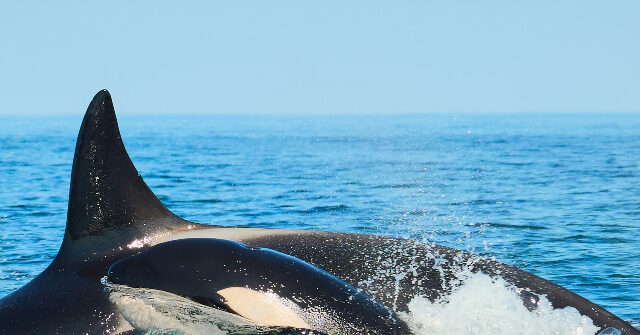 killer-whale-that-carried-dead-calf-for-1,000-miles-gives-birth-again-to-live-calf