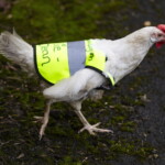 cluck-yeah!-beloved-rescue-chicken-given-fancy-reflective-vest-to-keep-her-safe