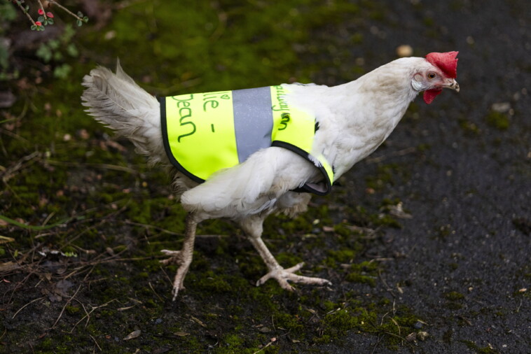 cluck-yeah!-beloved-rescue-chicken-given-fancy-reflective-vest-to-keep-her-safe