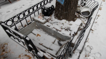 bizarre-nyc-street-aquarium-closed-because-of-cold,-snow-—-but-locals-say-fish-were-stashed-in-secret-location