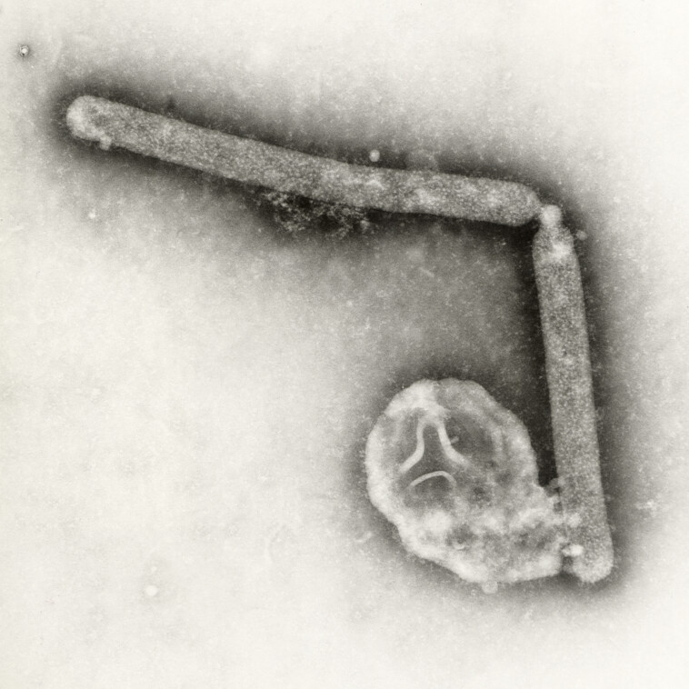 bird-flu-virus-shows-mutations-in-first-severe-human-case-in-us,-cdc-says