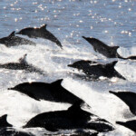 watch:-massive-california-‘dolphin-stampede’-fascinates-visitors