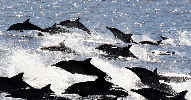 watch:-massive-california-‘dolphin-stampede’-fascinates-visitors