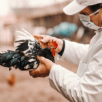 bird-flu-is-a-growing-threat-to-pets-—-here’s-how-to-protect-your-furry-friends