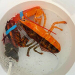 ultra-rare-lobster-named-arnold-clawmer-rescued-from-maine-grocery-store